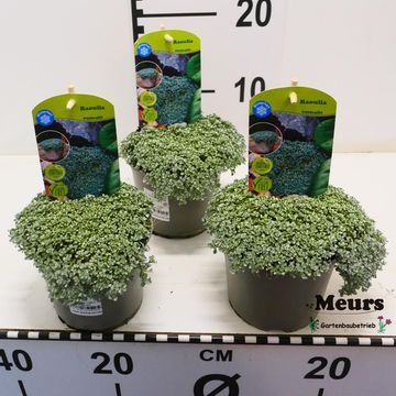 Raoulia australis