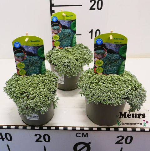 Raoulia australis