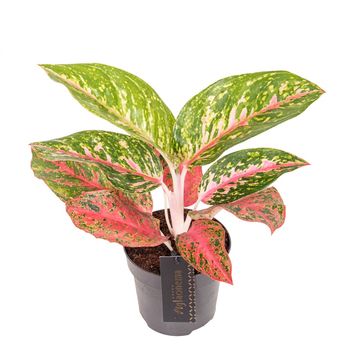 Aglaonema 'Red Reflections'