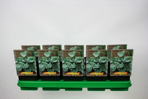 Hosta 'Abiqua Drinking Gourd'