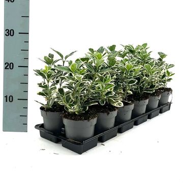 Euonymus japonicus 'Kathy'