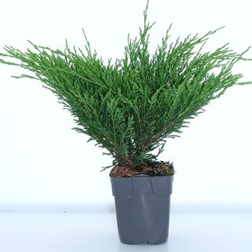 Juniperus horizontalis 'Andorra Compact'