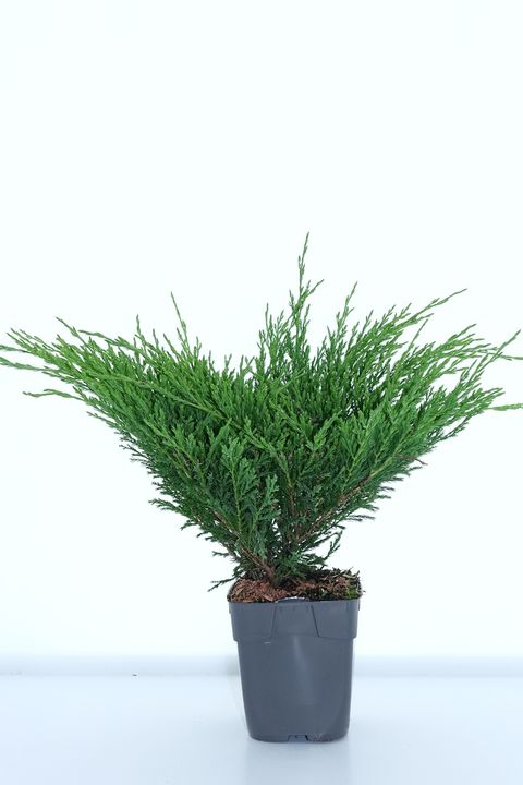 Juniperus horizontalis 'Andorra Compact'