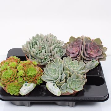 Succulents MIX