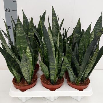 Sansevieria trifasciata 'Black Coral'