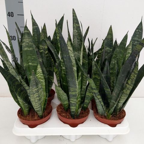 Sansevieria Trifasciata 'black Coral' — Plant Wholesale Floraccess