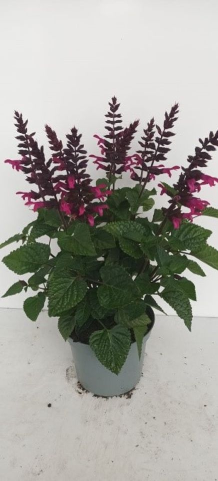 Salvia ROCKIN' FUCHSIA
