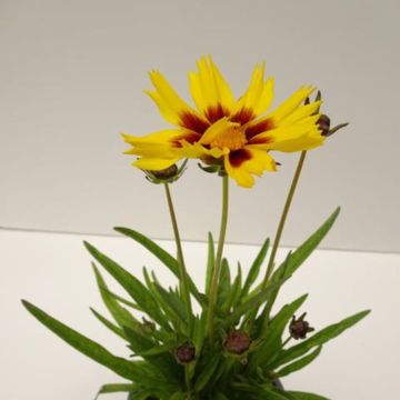 Coreopsis grandiflora SUNKISS