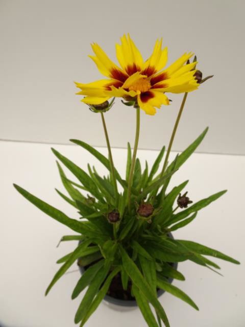 Coreopsis grandiflora SUNKISS