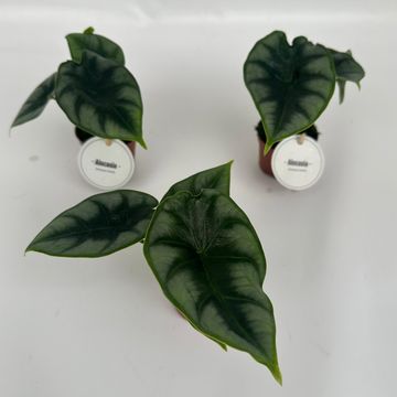 Alocasia reversa