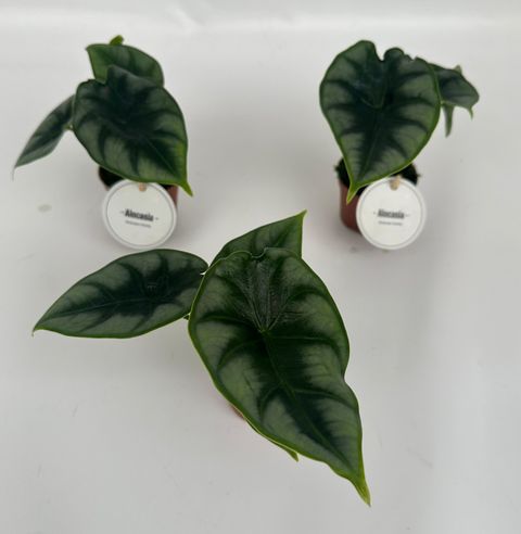 Alocasia reversa