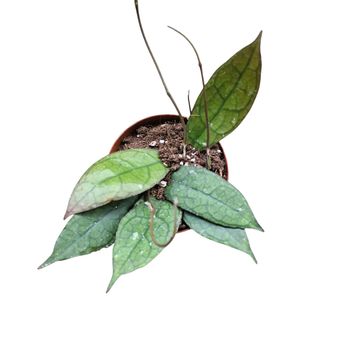 Hoya clemensiorum DARK LEAF