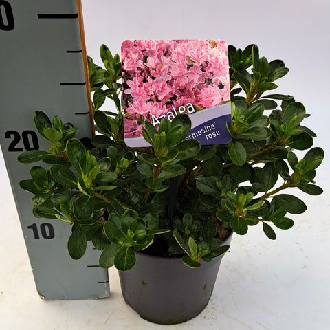 Rhododendron 'Kermesina Rosé'
