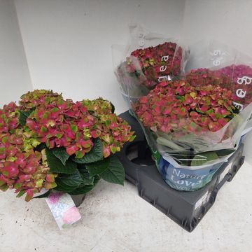 Hydrangea macrophylla GLOSSY LIPS