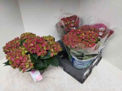 Hydrangea macrophylla GLOSSY LIPS
