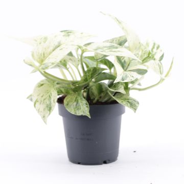 Epipremnum 'Snow Leopard'