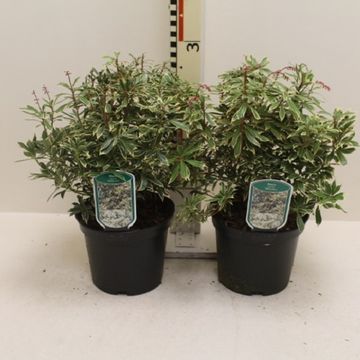 Pieris japonica 'White Rim'