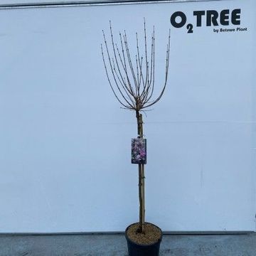 Syringa meyeri 'Palibin'