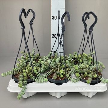 Crassula marnieriana 'Hottentot'