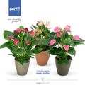 Anthurium MIX