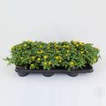 Sanvitalia procumbens