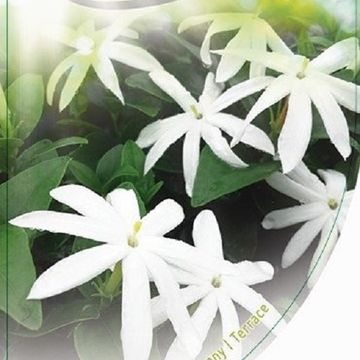Jasminum laurifolium 'Angel Wing'