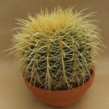Echinocactus grusonii