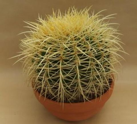 Echinocactus grusonii