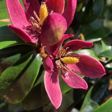 Magnolia figo 'Stellar Ruby'