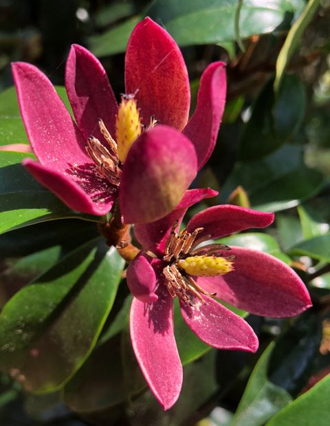 Magnolia figo 'Stellar Ruby'