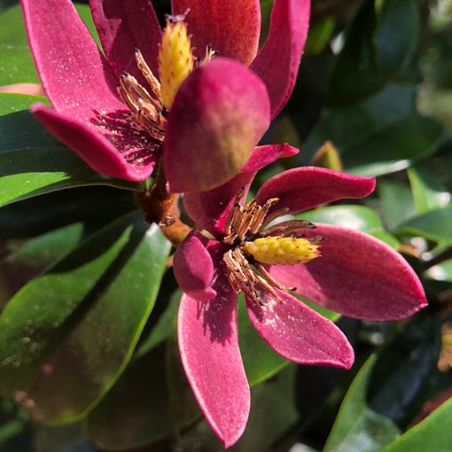 Magnolia figo 'Stellar Ruby'