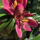 Magnolia figo 'Stellar Ruby'