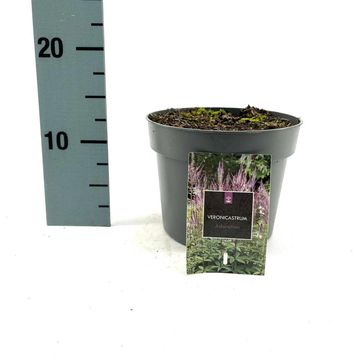 Veronicastrum virginicum 'Adoration'