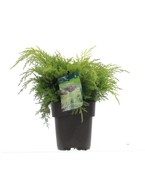 Juniperus x pfitzeriana 'Gold Star'