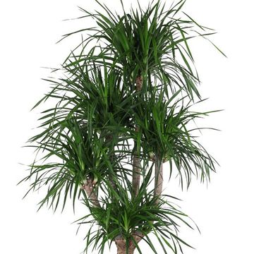 Dracaena angustifolia