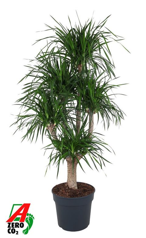 Dracaena angustifolia