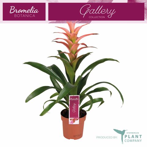 Guzmania 'Мелисса'