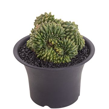 Gymnocalycium SPINELESS