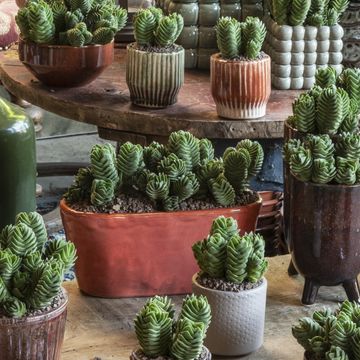 Crassula 'Buddha's Temple'