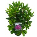 Rhododendron 'Catawbiense Boursault'