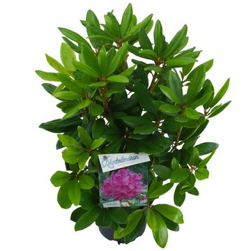 Rhododendron 'Catawbiense Boursault'