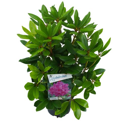 Rhododendron 'Catawbiense Boursault'