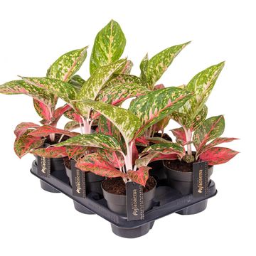 Aglaonema 'Red Reflections'