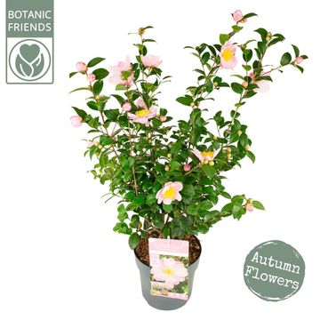 Camellia sasanqua 'Pink Premium'