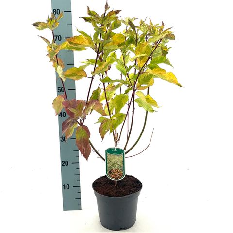 Cornus alba 'Spaethii'