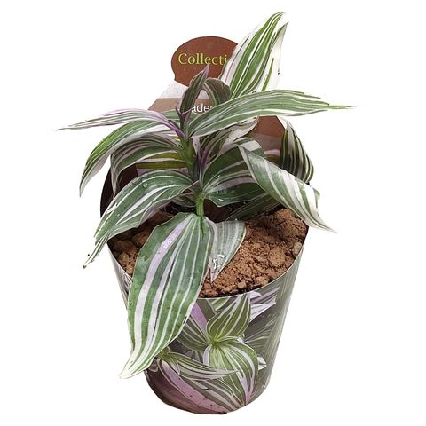 Tradescantia 'Lollipop'