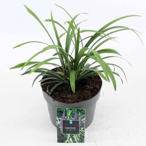 Liriope muscari 'Royal Purple'