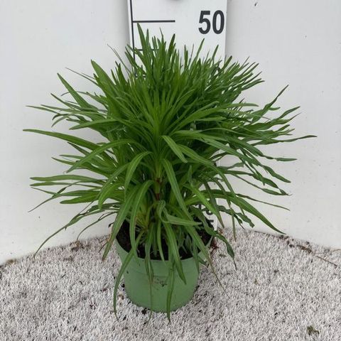 Liatris spicata 'Kobold'