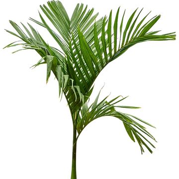 Areca catechu