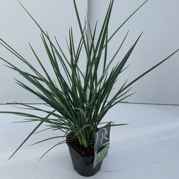 Dianella revoluta COOLVISTA